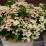 Hydrangea paniculata 'Switch Ophelia'