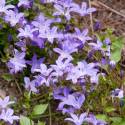 Campanula poscharskyana