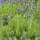 Lavandula angustifolia 'Hidcote'