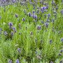 Lavandula angustifolia 'Hidcote'