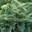 Hosta 'Sagae'