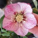 Helleborus 'Magic Picotee'