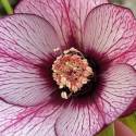 Helleborus 'Magic Picotee'