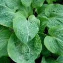 Hosta 'Spilt Milk'