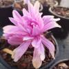Colchicum autumnale 'Water Lily'