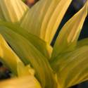 Hosta 'Sun Power'