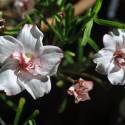 Oxalis versicolor 'Double Pink Wonder'