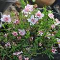 Oxalis versicolor 'Double Pink Wonder'