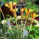 Oxalis versicolor 'Golden Cape'