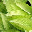 Hosta 'Sun Power'