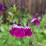 Salvia microphylla 'Amethyst Lips'