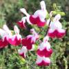 Salvia microphylla 'Cherry Lips'