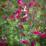 Salvia microphylla 'Cherry Lips'