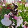 Salvia microphylla ‘Delice Fiona’