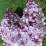 Syringa vulgaris 'Président Grévy'