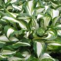 Hosta undulata 'Medio Variegata'