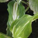Hosta undulata 'Medio Variegata'