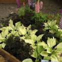 Hosta 'White Feather'