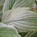 Hosta 'White Feather'