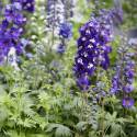 Delphinium elatum 'Magic Fountains Dark Blue'