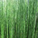 Equisetum hyemale "Thin Spear"