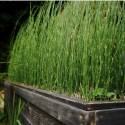 Equisetum hyemale "Thin Spear"