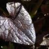 Ranunculus ficaria 'Brazen Hussy'