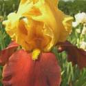 Iris 'All That Jazz'