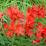 Schizostylis coccinea 'Major' (sin. Hesperantha)
