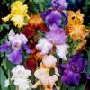 Iris germanica, Iris pumila (mix)