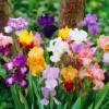 Iris germanica, Iris pumila (mix)