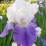 Iris 'Arpege'