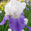 Iris 'Arpege'