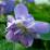 Viola odorata 'Marie Louise'