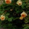 Rosa 'Apricot Sky'