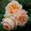 Rosa 'Apricot Sky'