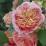 Rosa 'Papi Delbard'