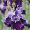 Iris 'Bluebird Wine'