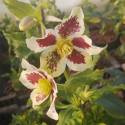 Helleborus 'White Spotted'