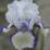 Iris 'Chinkianq'