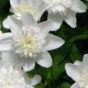 Anemone nemorosa "Vestal"