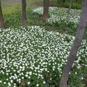 Anemone nemorosa "Vestal"