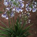 Agapanthus "Fireworks"