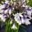 Agapanthus "Fireworks"