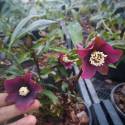 Helleborus 'Anemone Red'