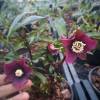 Helleborus 'Red Spotted'