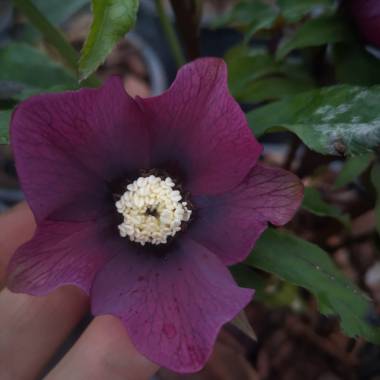 Helleborus 'Red Spotted'
