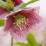 Helleborus 'Pink Speckled'