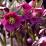 Helleborus 'Hello Red'