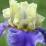 Iris 'Edith Wolford'